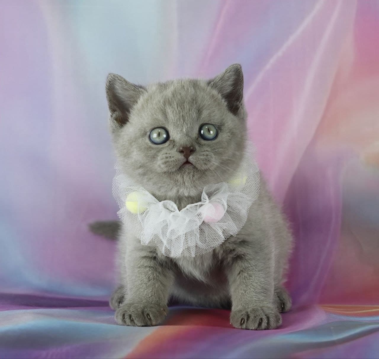 Cosmos Grand Liberty Baby Collar 3