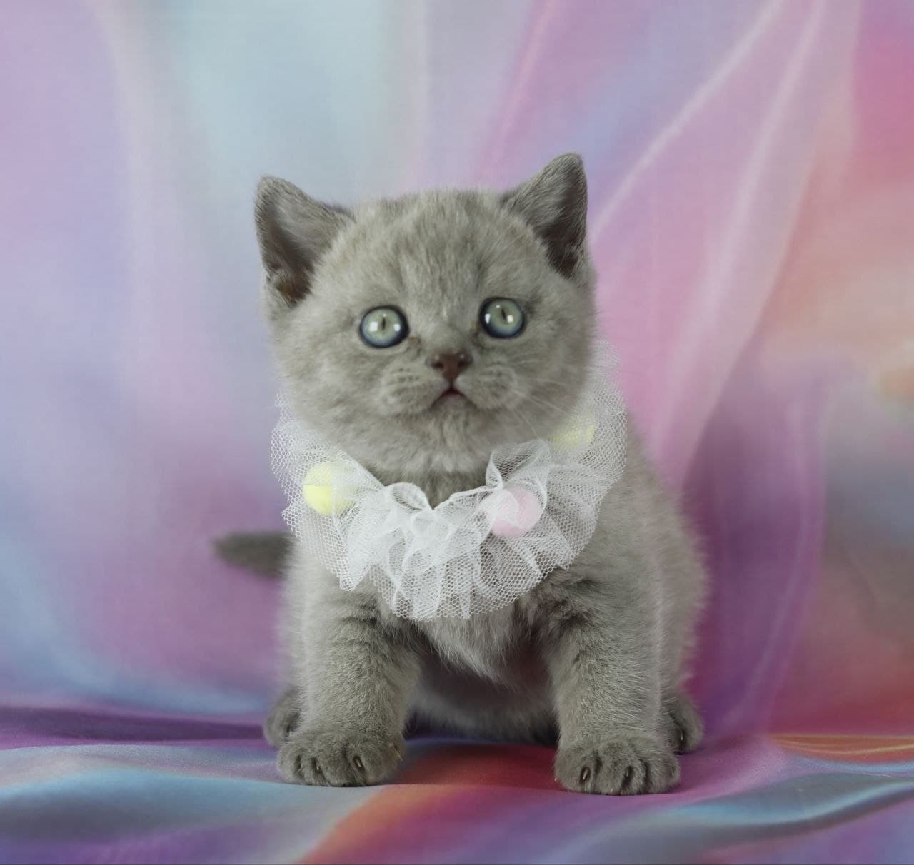 Cosmos Grand Liberty Baby Collar 4