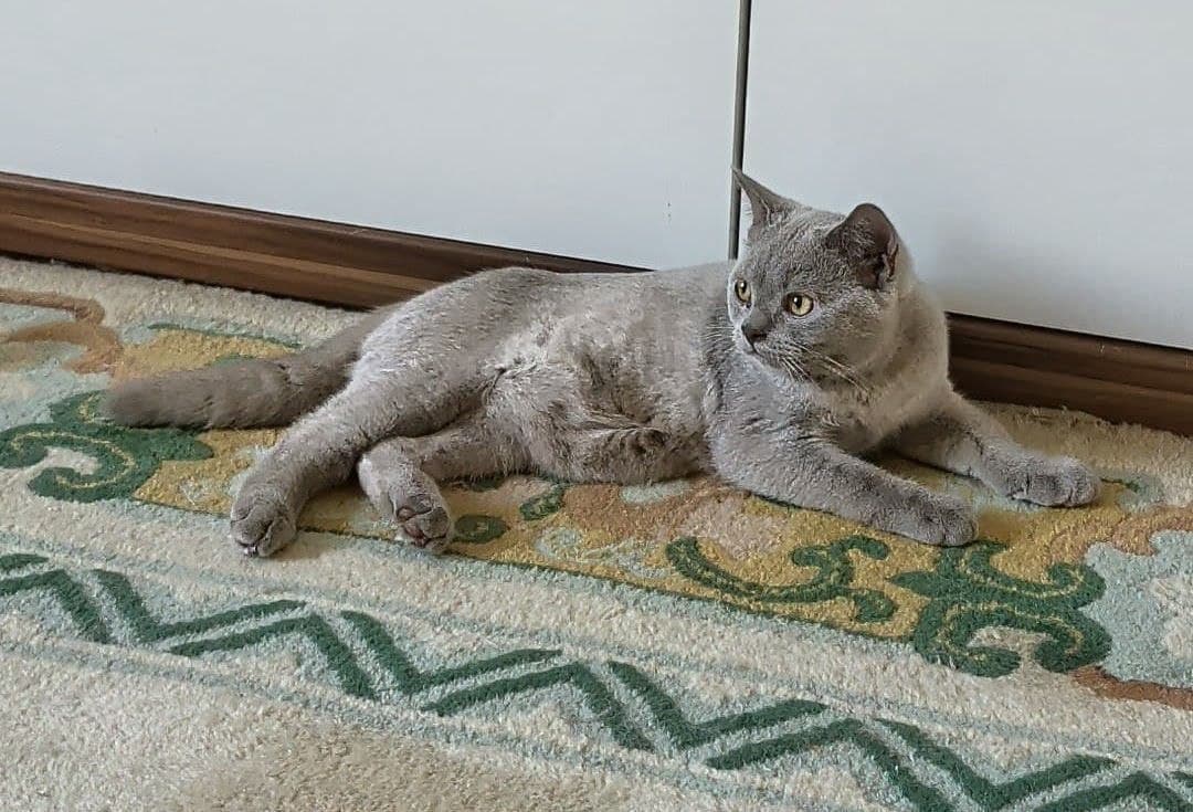 Cosmos Grand Liberty Home Carpet