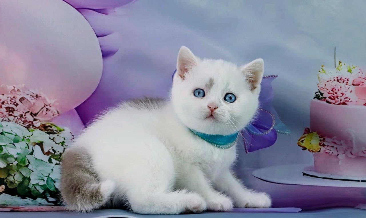 Quwentin Grand Liberty Kitten Collar