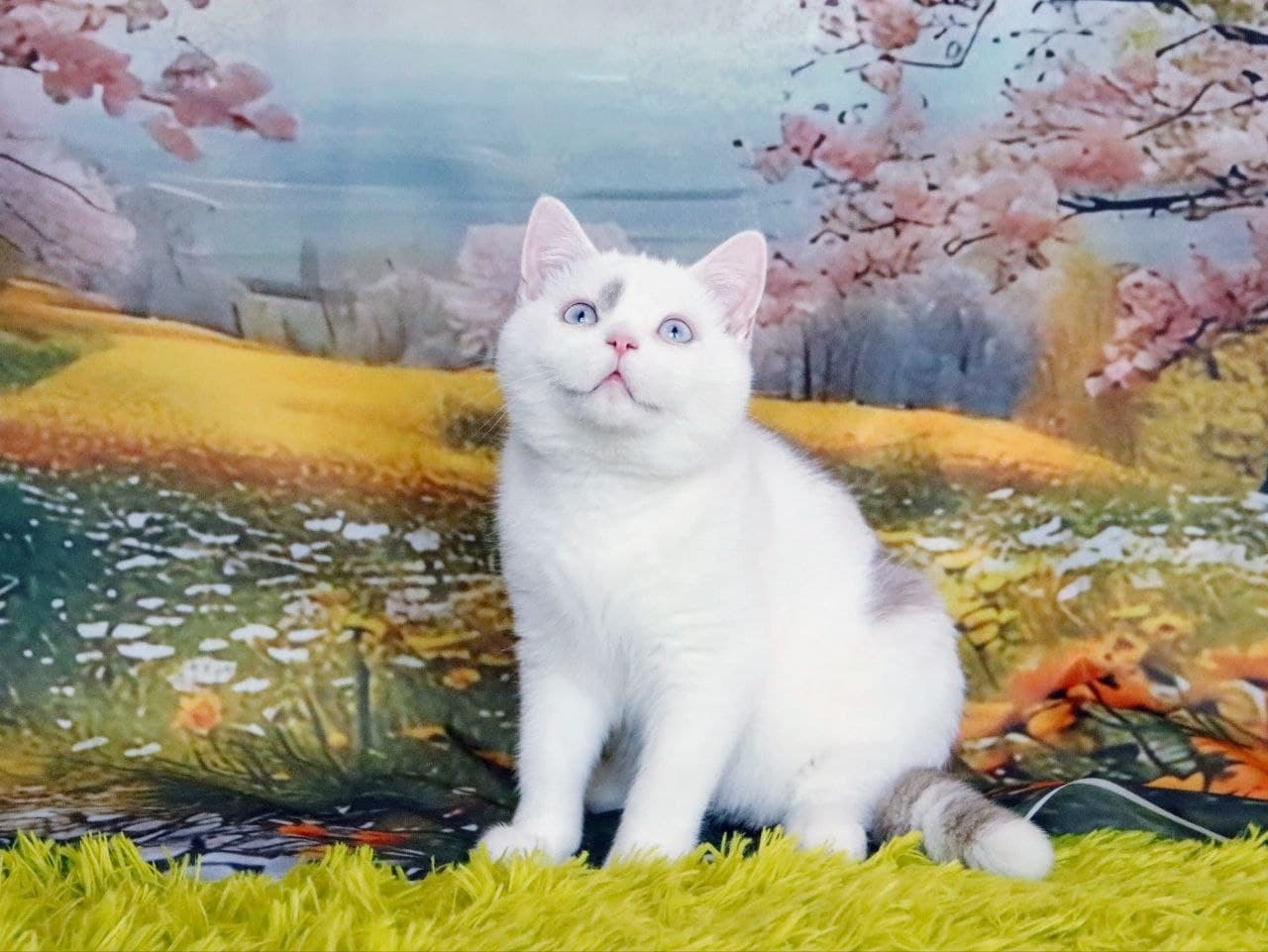 Quwentin Grand Liberty Kitten Sakura 1