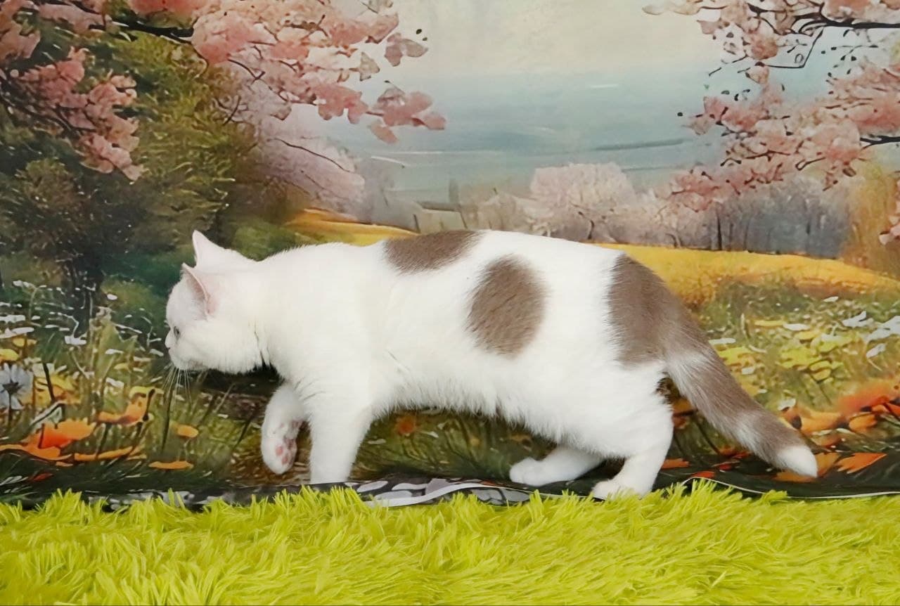 Quwentin Grand Liberty Kitten Sakura 2