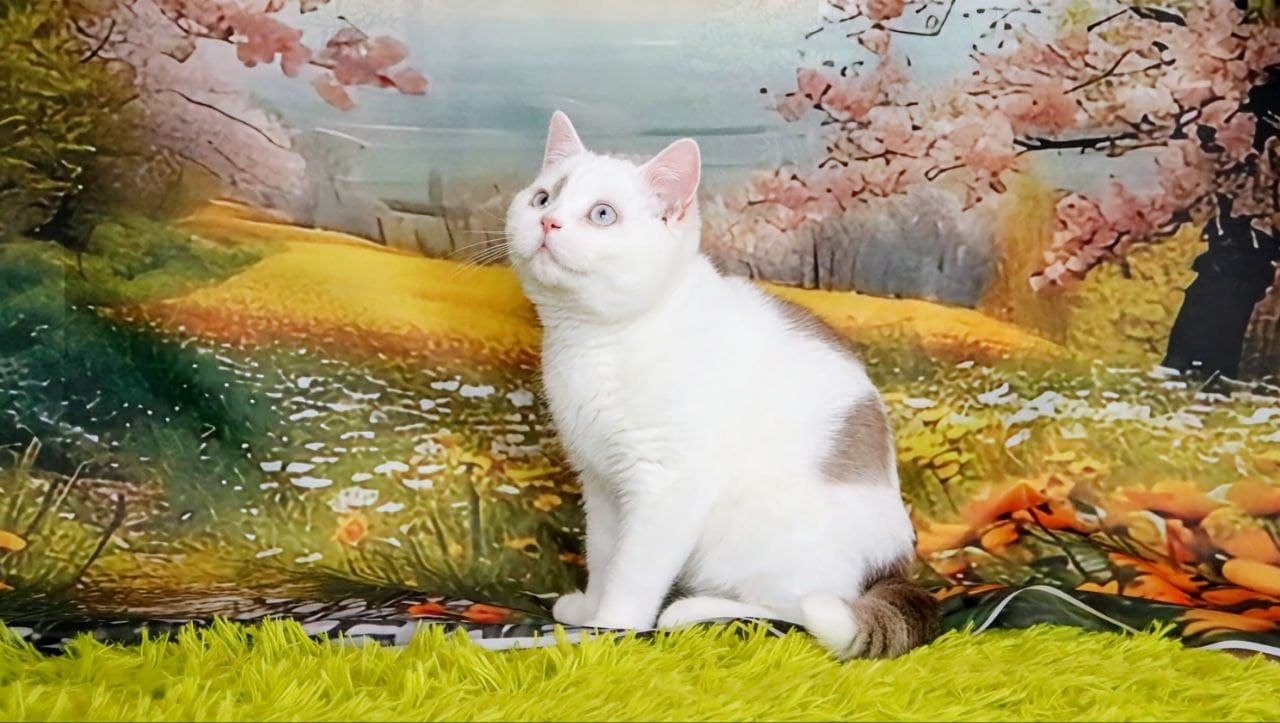 Quwentin Grand Liberty Kitten Sakura 3