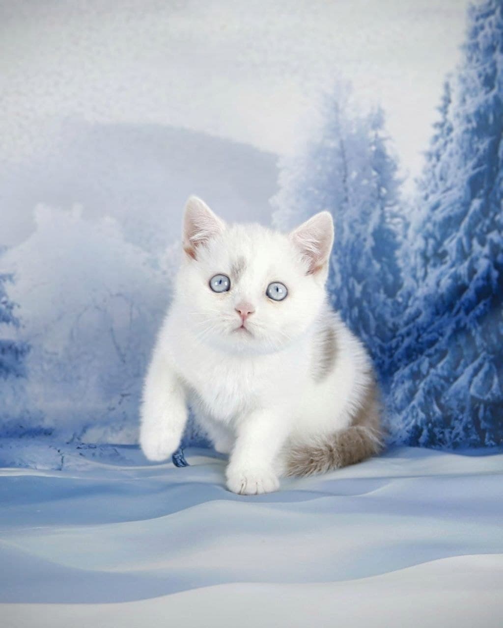 Quwentin Grand Liberty Kitten Winter 1