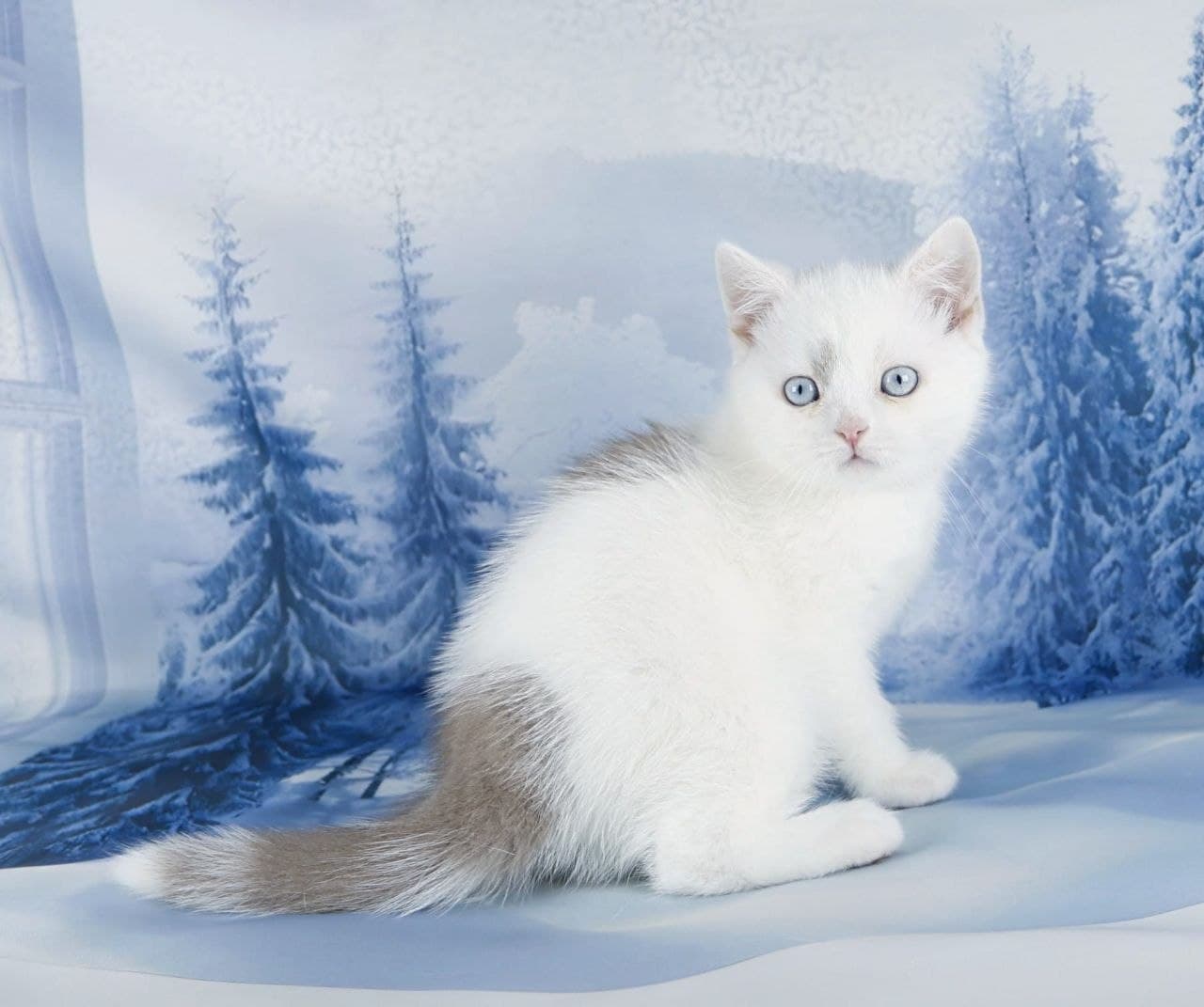 Quwentin Grand Liberty Kitten Winter 2