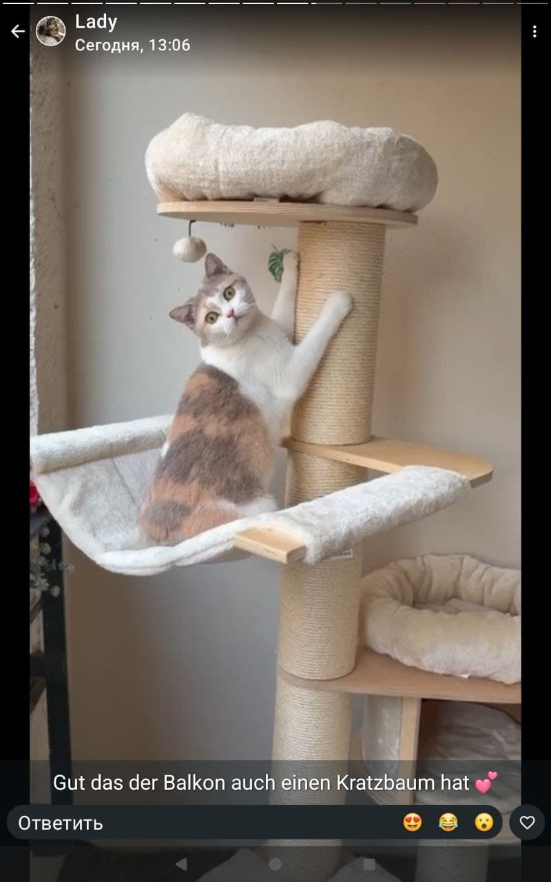 Azelia Grand Liberty - British Shorthair kitten