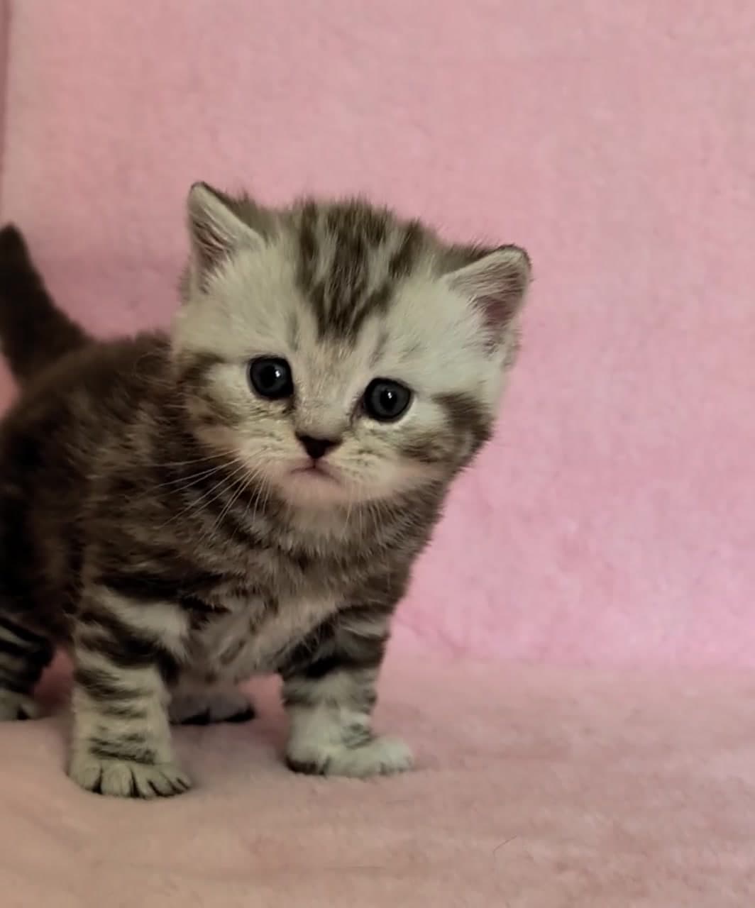 Boy BRI bs 22 Grand Liberty - British Shorthair kitten