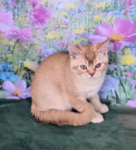 Красный тикированный британский котенок мальчик Grand Liberty Красный тикированный британский котенок мальчик Grand Liberty