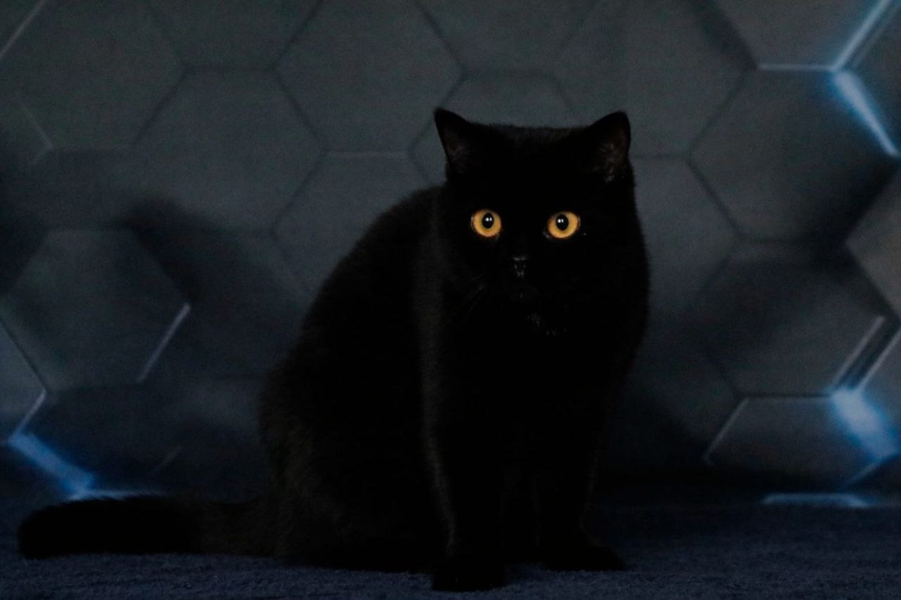 Solid Black British Shorthair (BRI n) with glowing amber eyes — Grand Liberty Cattery