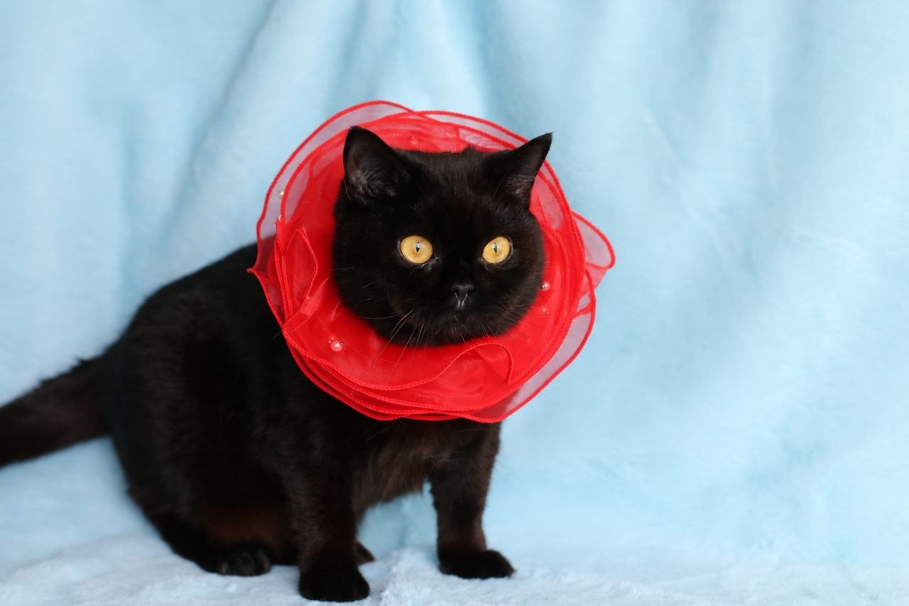 Solid Black British Shorthair female Tiara Grand Liberty (BRI n) — Grand Liberty Cattery