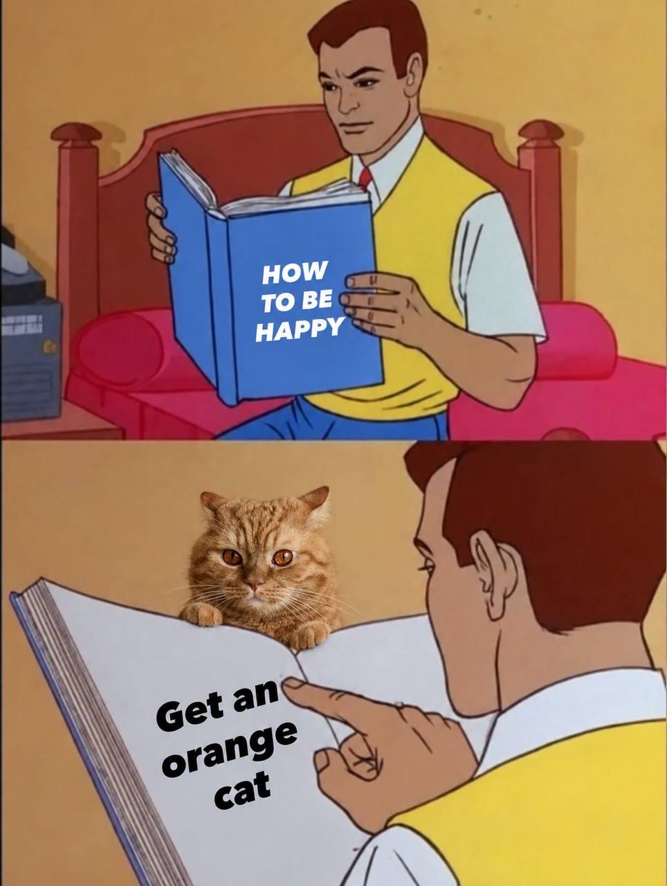 How to be happy get a cat book meme — purebred British Shorthair joy