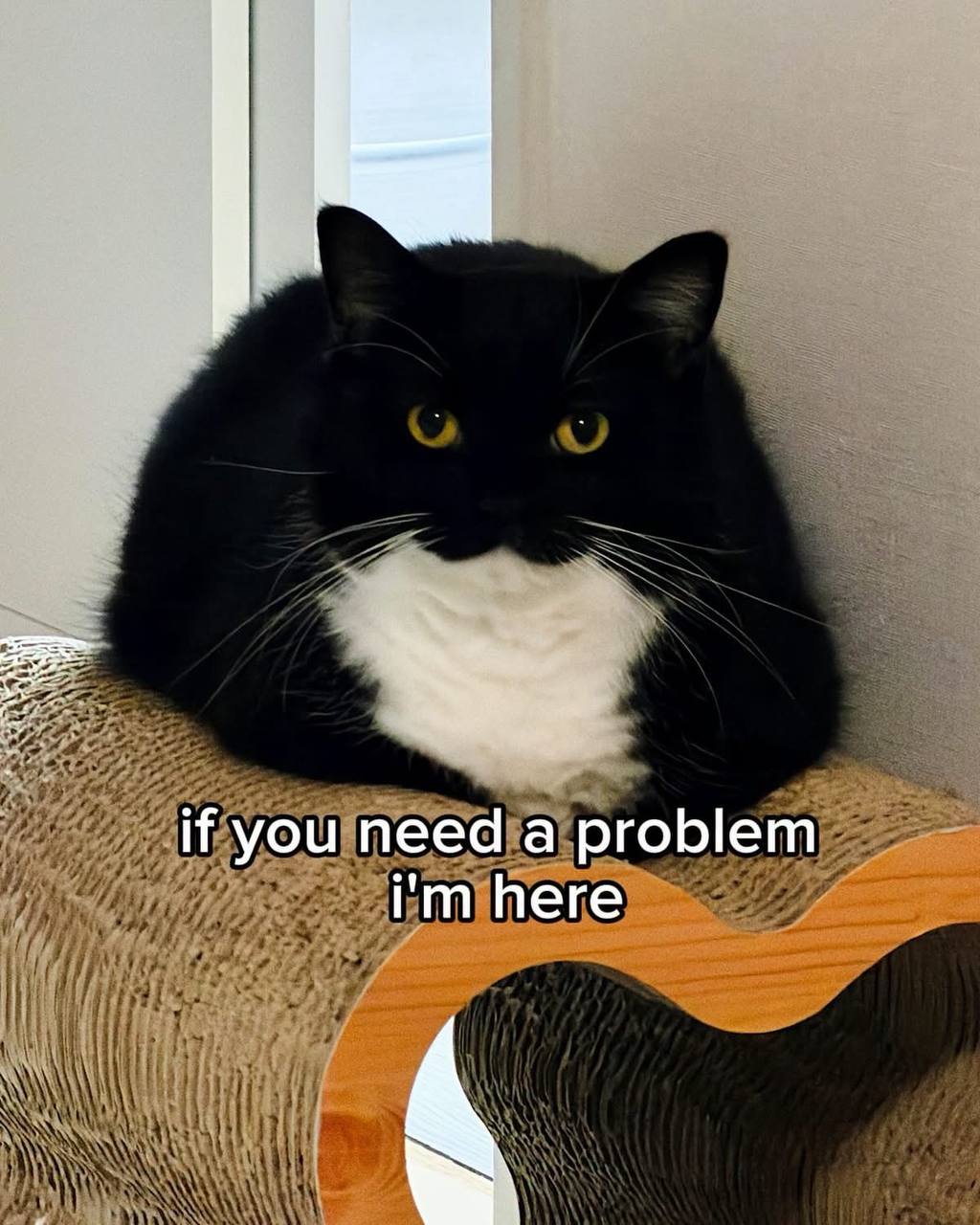 If you need a problem I am here cat meme — funny British Shorthair humor