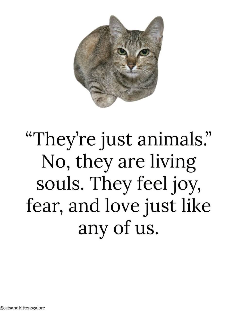 Living souls cat quote — ethical British Shorthair cattery §11 TierSchG