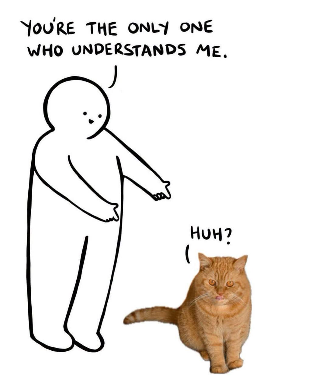 You are the only one who understands me huh cat meme — Grand Liberty cattery fun