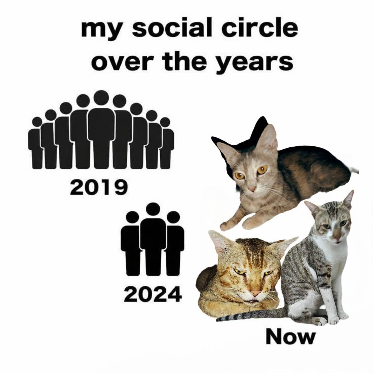 My social circle cats meme — purebred British Shorthair companions Grand Liberty