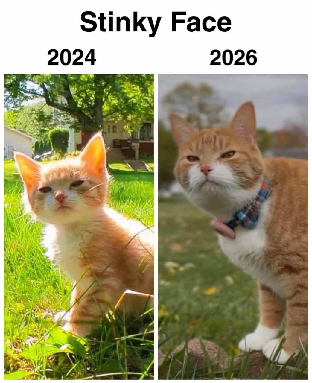 Stinky face cat 2024 vs 2026 meme — pedigree British Shorthair growth stages