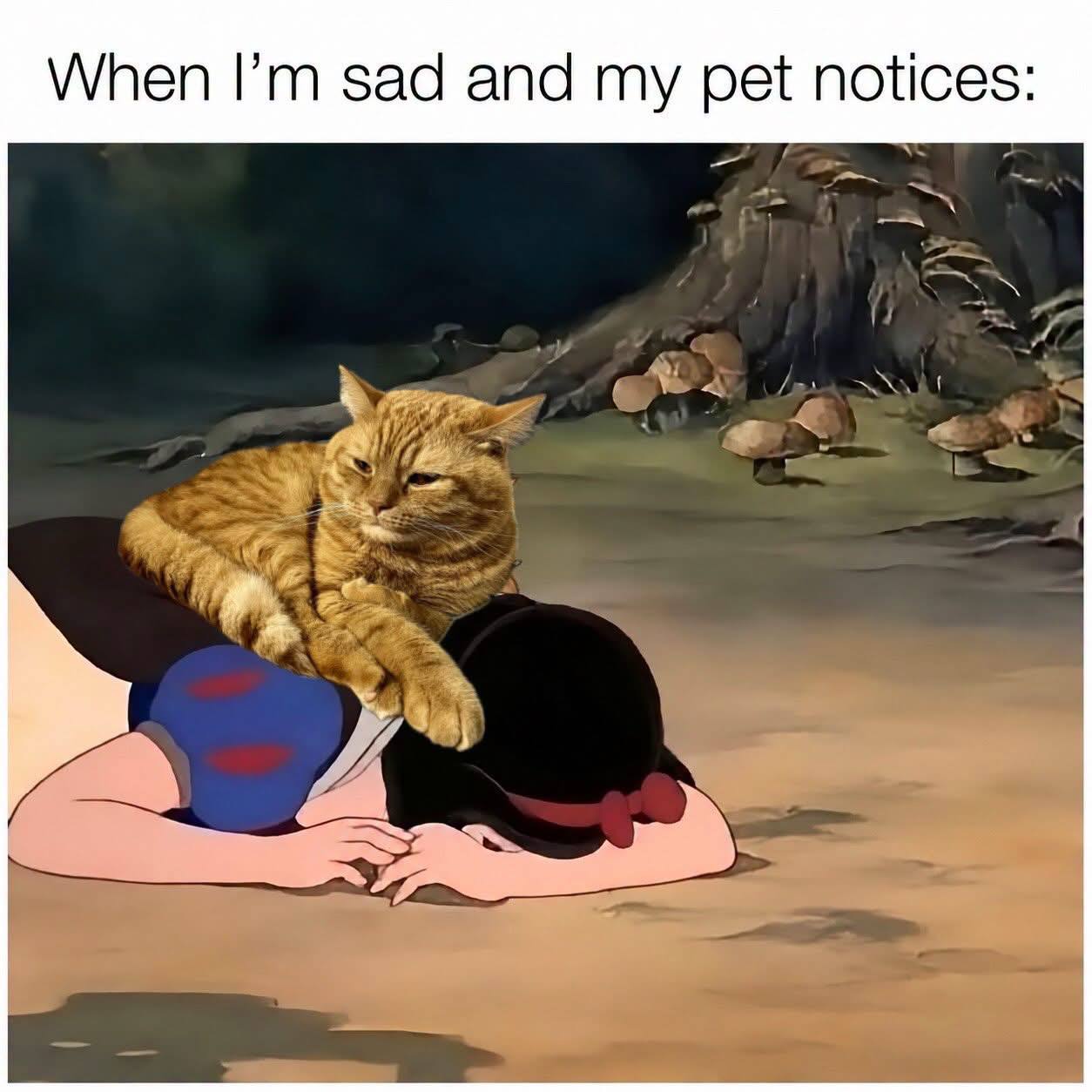 When I am sad and cat notices Snow White meme — loving British Shorthair companionship