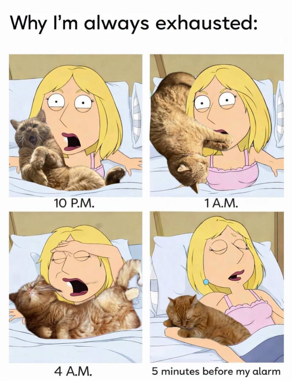 Why I am always exhausted cat sleeping meme — playful British Shorthair nocturnal routine