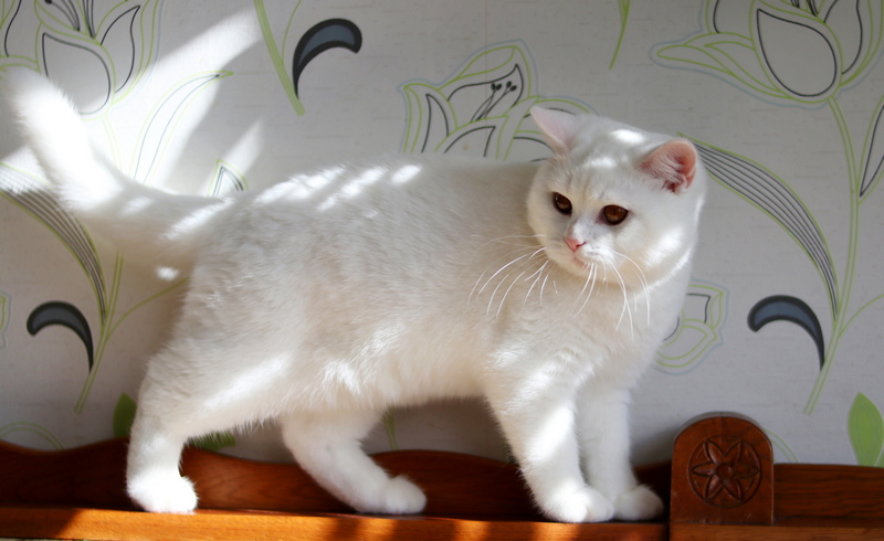 Котёнок питомника Grand Liberty