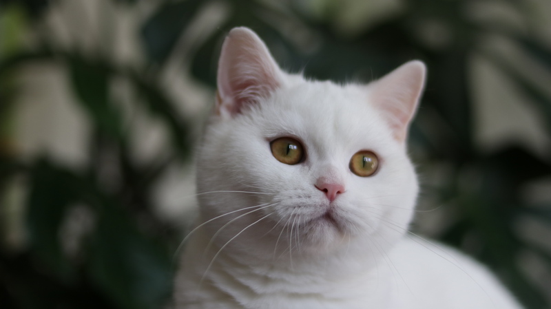 Котёнок питомника Grand Liberty