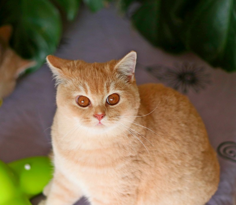 Котёнок питомника Grand Liberty