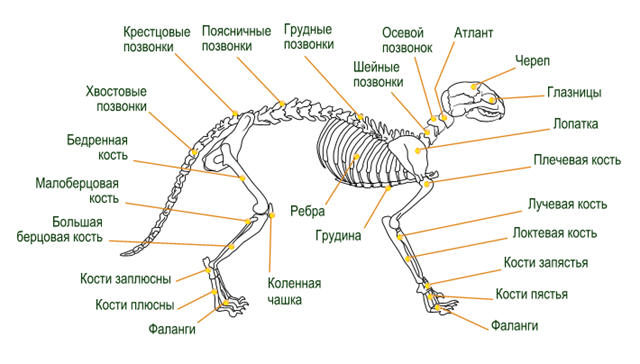 Скелет