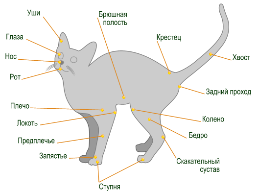 Анатомия