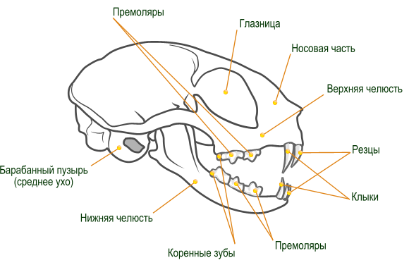 Череп