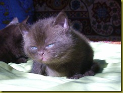 Котёнок британской кошки питомника Grand Liberty