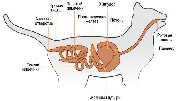 Пищеварительная система