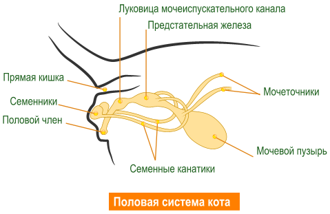 Кот