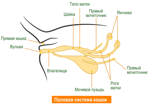 Кошка