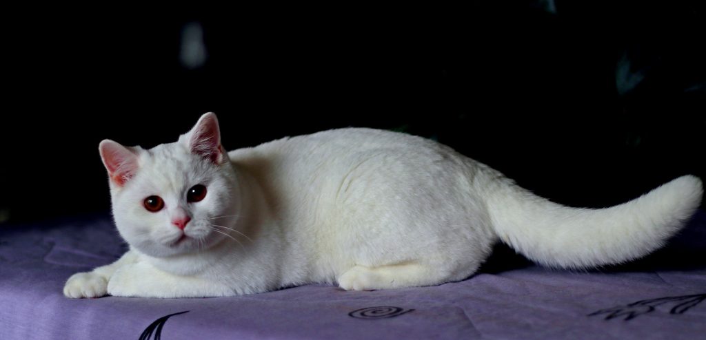 Котёнок питомника Grand Liberty