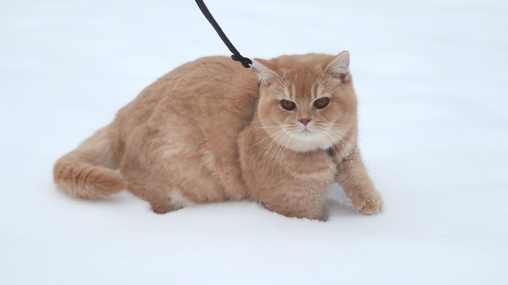 Котёнок питомника Grand Liberty