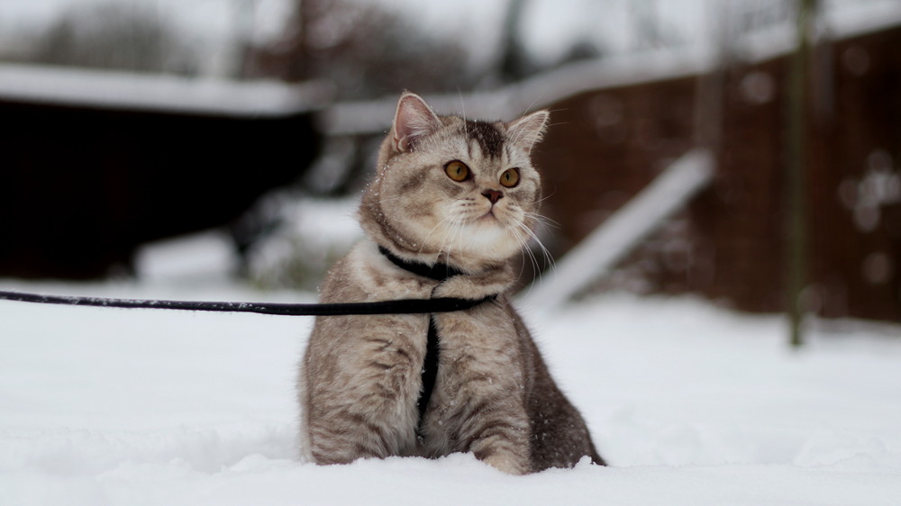 Котёнок питомника Grand Liberty