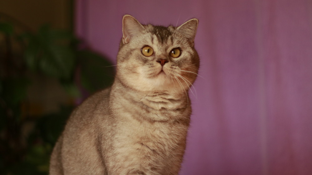Котёнок питомника Grand Liberty