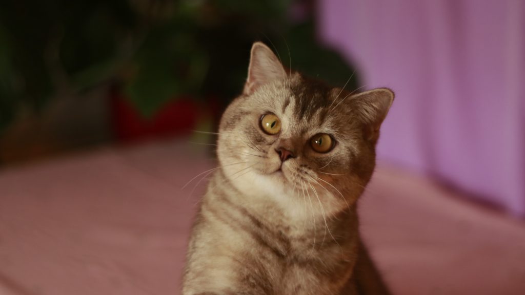 Котёнок питомника Grand Liberty