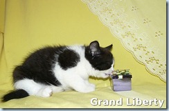 Котёнок британской кошки питомника Grand Liberty