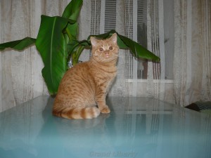 Котёнок питомника Grand Liberty