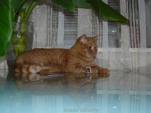 Котёнок питомника Grand Liberty