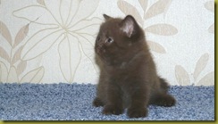 Котёнок британской кошки питомника Grand Liberty
