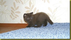 Котёнок британской кошки питомника Grand Liberty