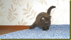 Котёнок британской кошки питомника Grand Liberty