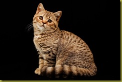 Котёнок питомника Grand Liberty
