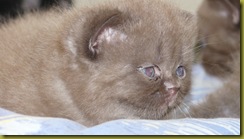 Котёнок британской кошки питомника Grand Liberty