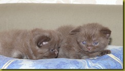 Котёнок британской кошки питомника Grand Liberty
