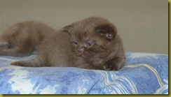Котёнок британской кошки питомника Grand Liberty