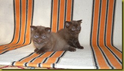 Котёнок британской кошки питомника Grand Liberty