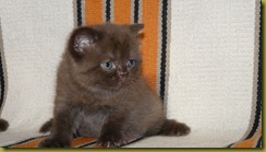 Котёнок британской кошки питомника Grand Liberty