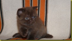 Котёнок британской кошки питомника Grand Liberty